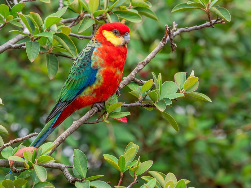 a male Western Rosella on a branch