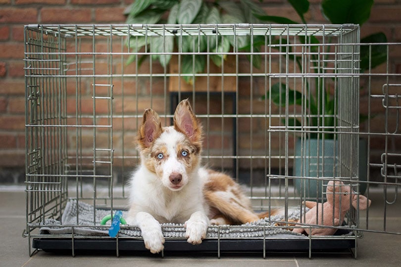 a puppy dog in a crate