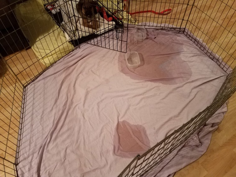 a puppy in crate and pee or urine puddle
