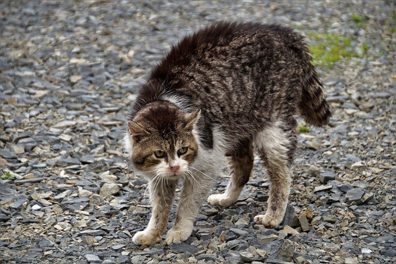 a rugged feral cat ready to attack
