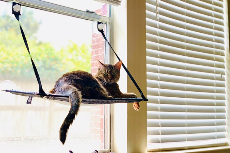 a tabby cat lying on a hammock by the window