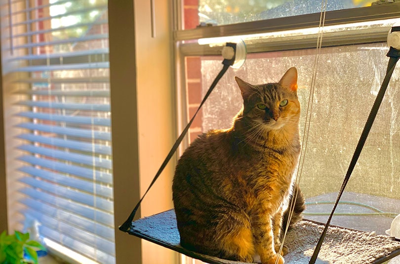 घर में खिड़की के पास झूला पर बैठी एक टैब्बी बिल्ली
