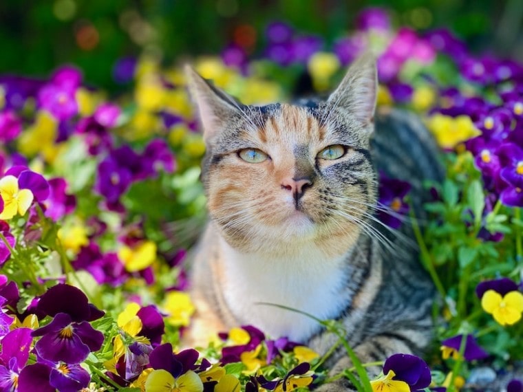 beautiful striped cat in a bed of pansy flowers