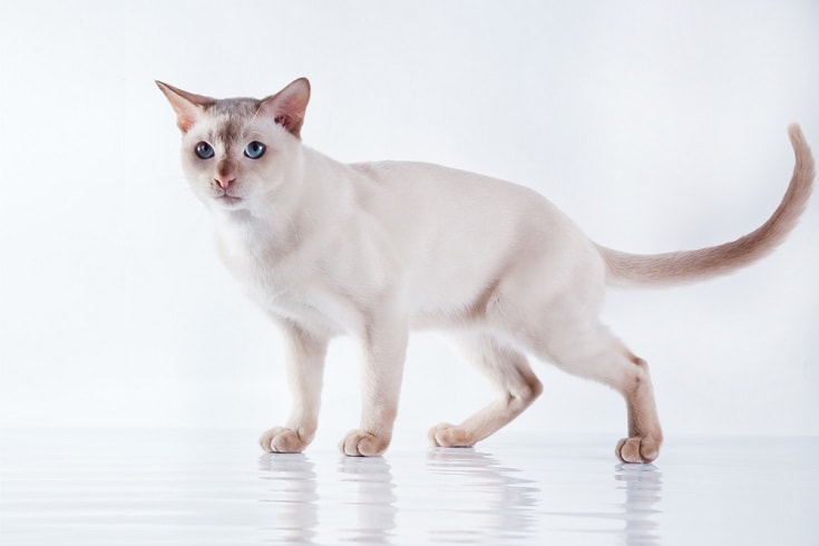beautiful white tonkinese cat