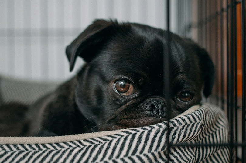 black pug resting on a dog bed in a crate