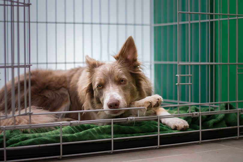 border collie dog resting in a crate