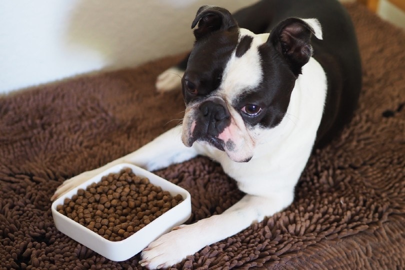 boston terrier come comida para perros