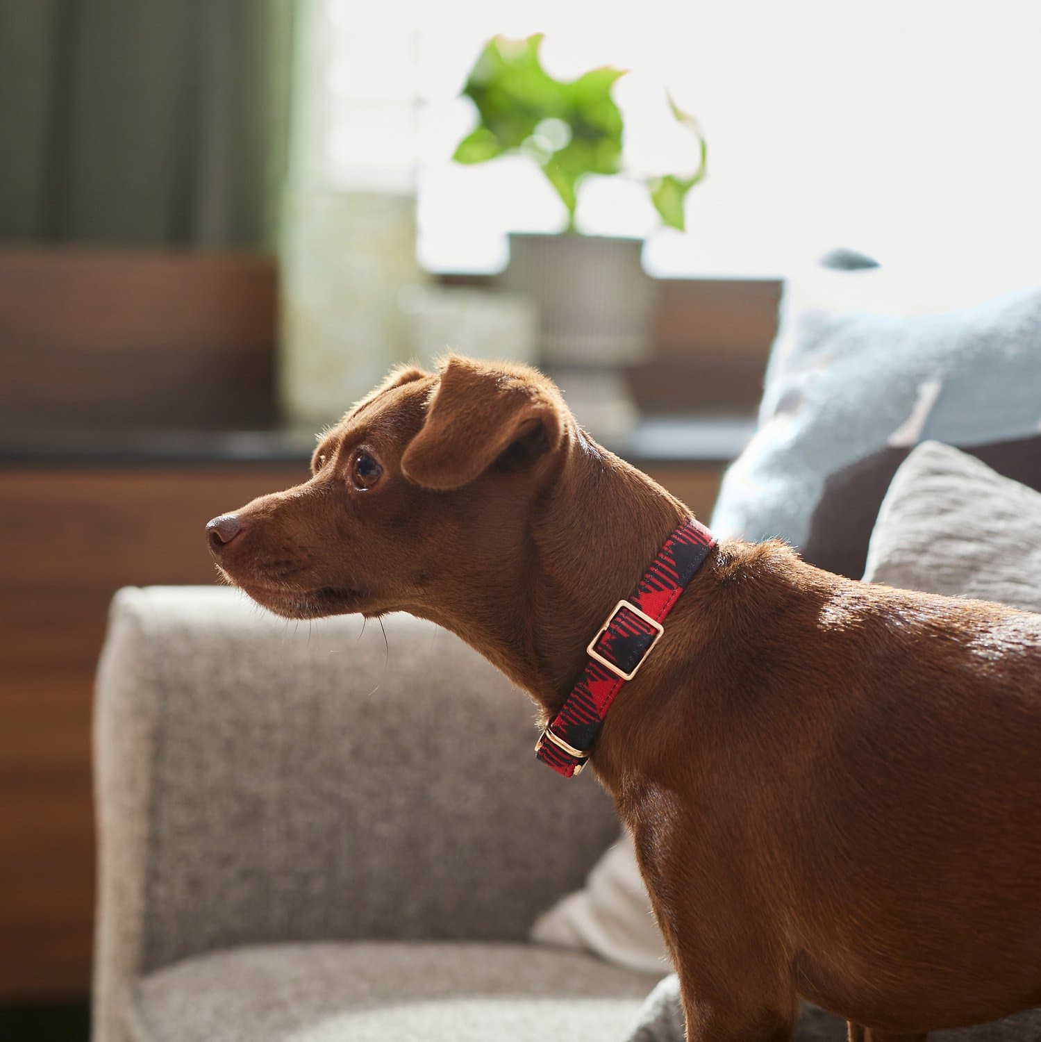 brown puppy with a fashion collar