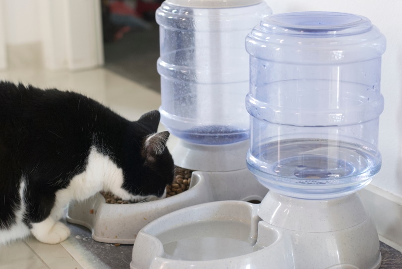 cat eating in automatic feeder
