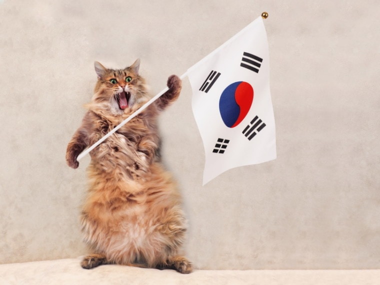 cat holding flag