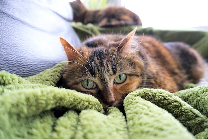 cat lying on a green towel