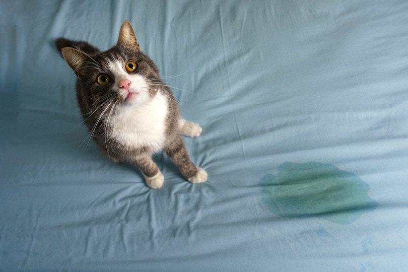 Why Does My Cat Pee on My Couch: 8 Potential Causes | Pet Keen