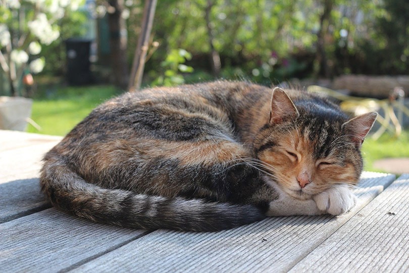 cat sleeping on a patio