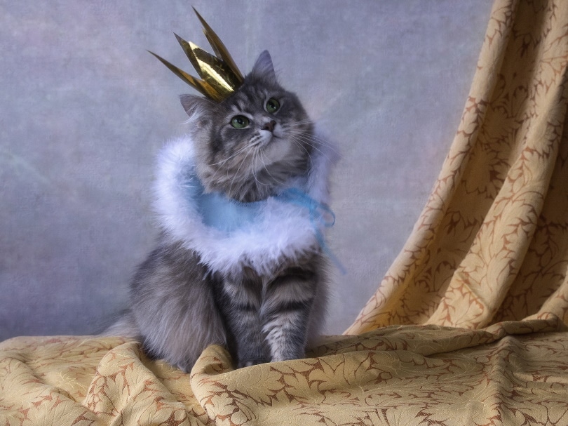 cat with costume