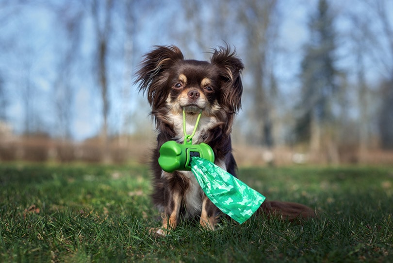 chihuahua dog holding waste bags in its mouth outdoor