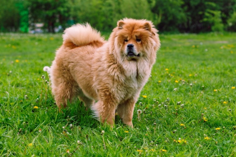 chow chow dog in the grass