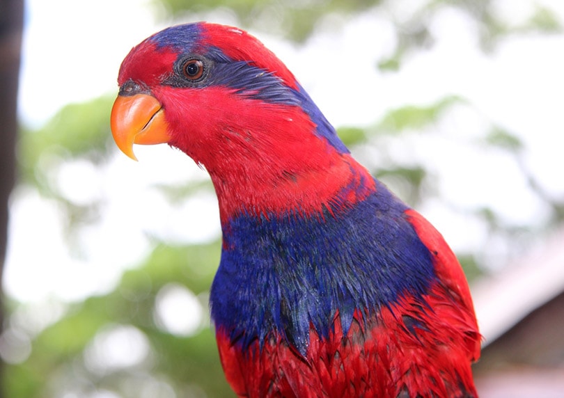 close up of a Red and Blue Lory