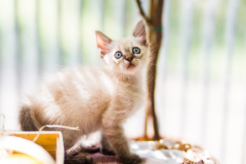 cute little tonkinese kitten