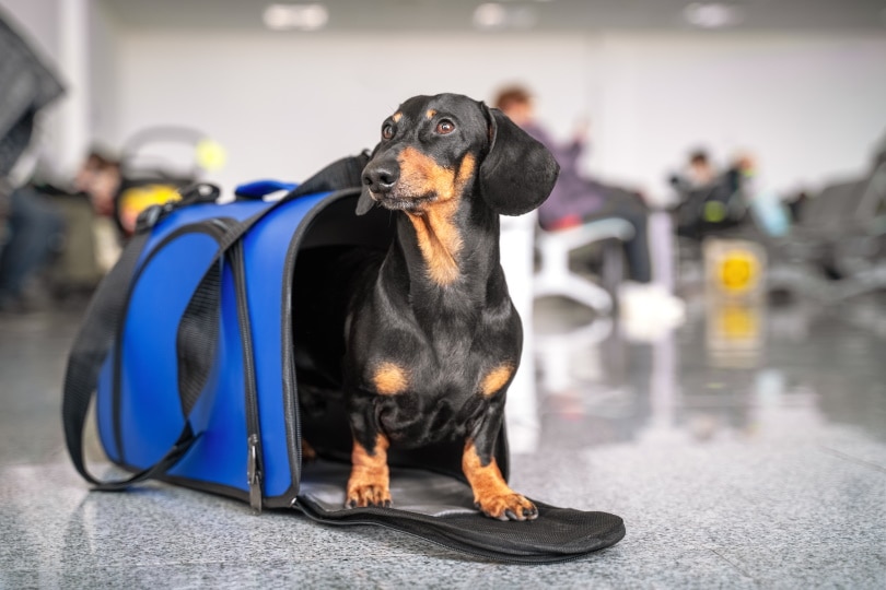 dachshund dog in pet carrier