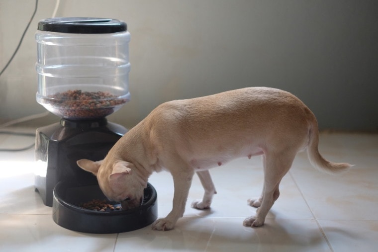 dog automatic feeder