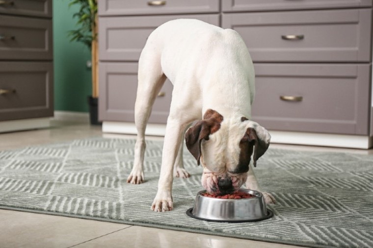 dog eating from bowl in kitchen