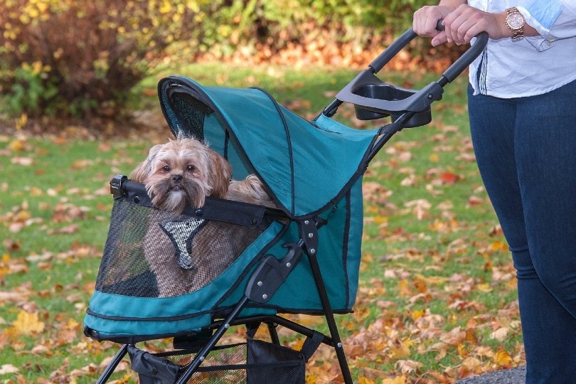 10 Best Dog Strollers in 2024 Reviews & Top Picks Pet Keen