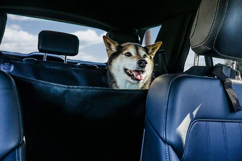 собака на чехле заднего сиденья автомобиля