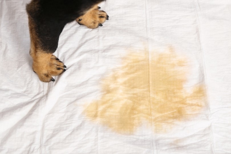 dog pee on cloth or fabric