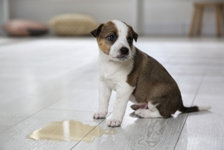dog pee on wooden floor