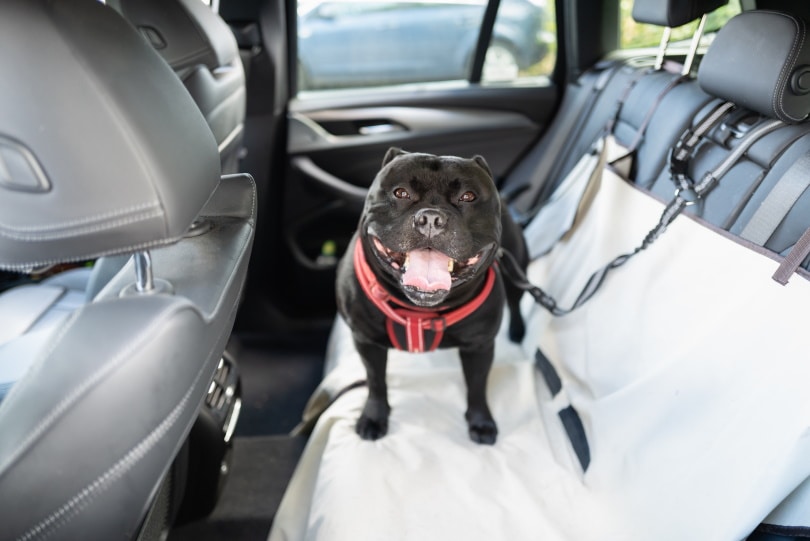 собака стоит на чехле автомобильного сиденья