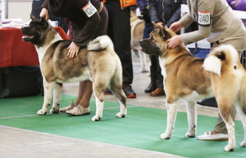 dogs with owner at show