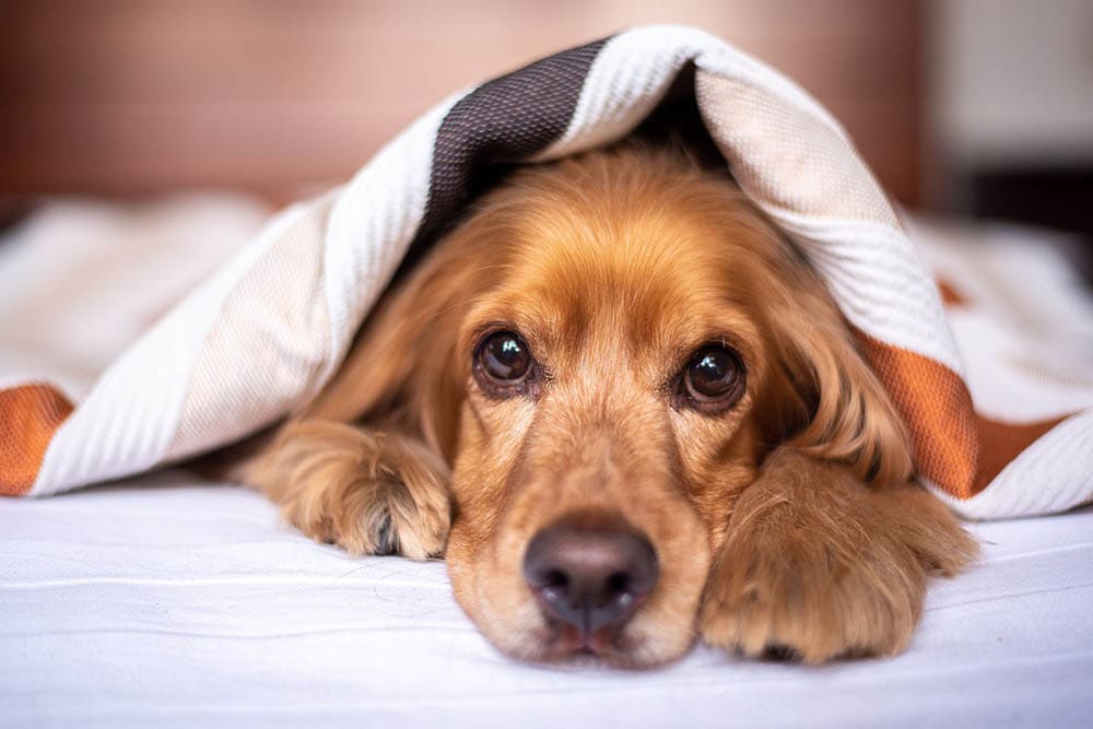10 Best Dog Blankets in 2022 - Reviews & Top Picks! | Pet Keen