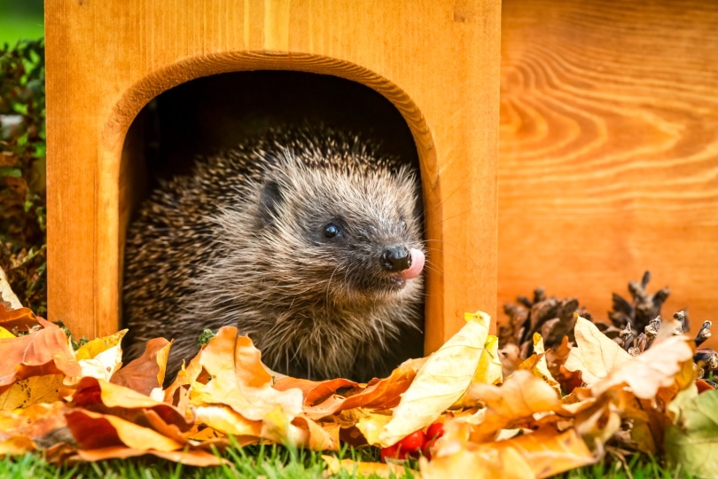 european hedgehog shelter