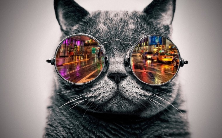 famous cat wearing sunglasses