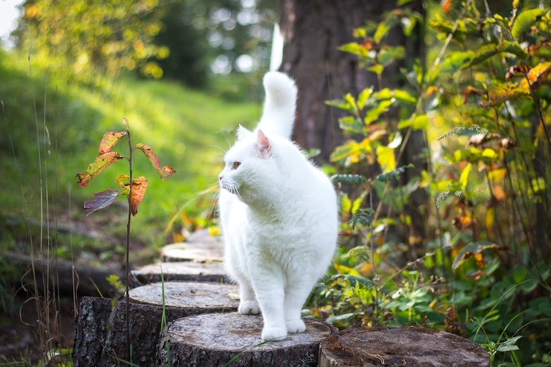 शराबी सफेद बिल्ली बाहर पेड़ के स्टंप पर चल रही है