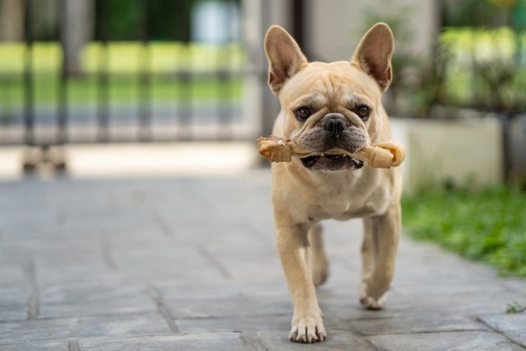 bulldog francés con huesos de cuero crudo