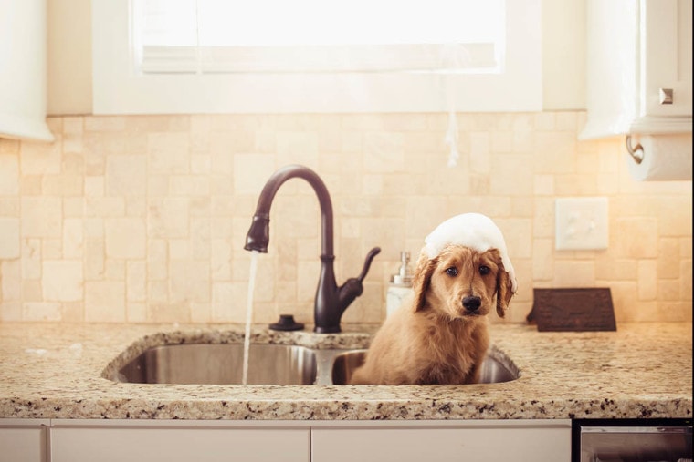 Goldendoodle Puppy getting sink bath