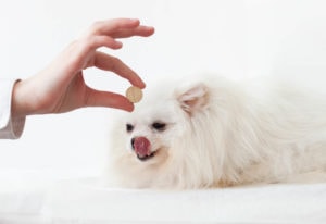 hand holding pill in front of pomeranian