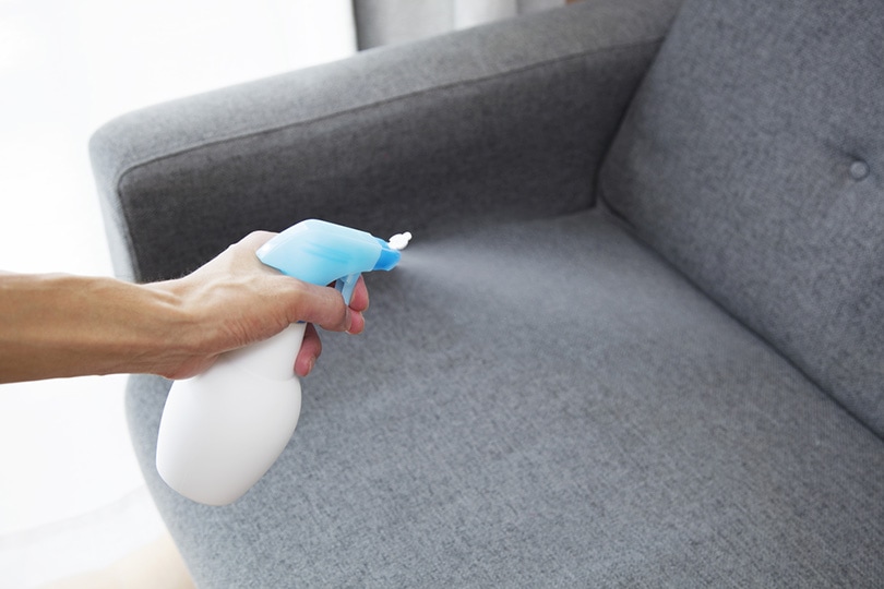 A person's hand spraying a gray couch with a cat urine removal spray bottle