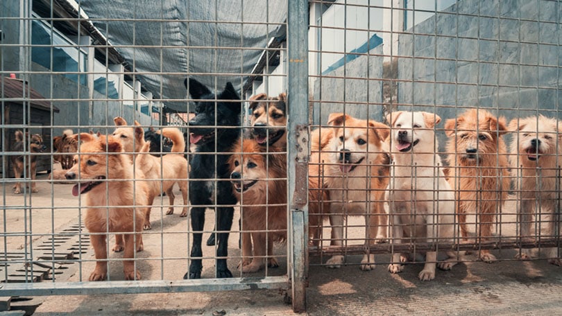 perros sin hogar de diferentes razas en refugios de animales