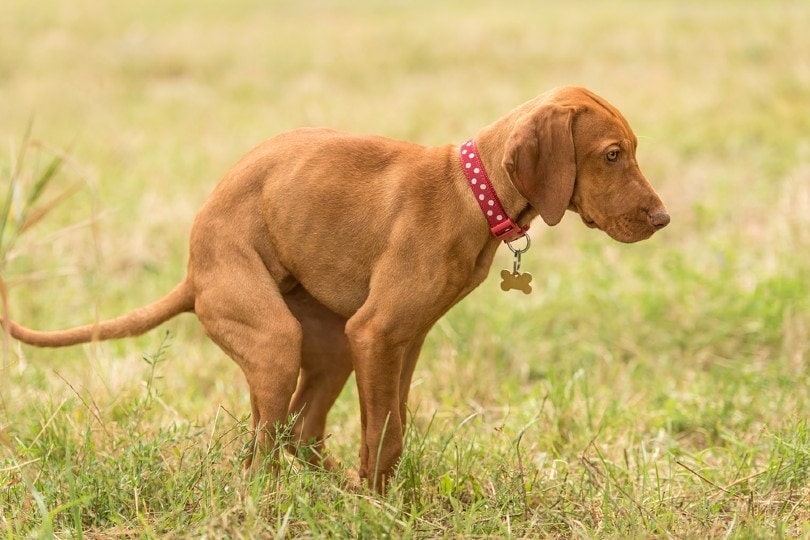 How to Get Rid of Dog Poop Smell Outside – 6 Possible Ways