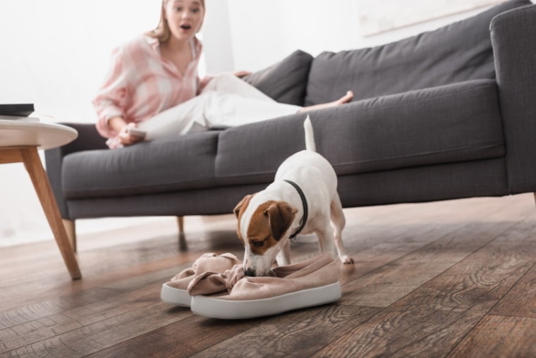 jack russel terrier sniffing shoes
