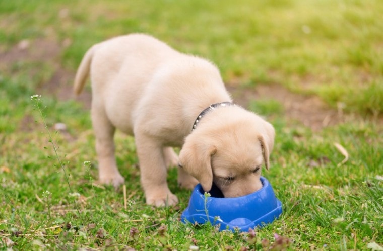 labrador retriever puppy eating food from bowl outdoors