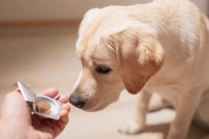 A Labrador Retriever sniffing to a chewable pill
