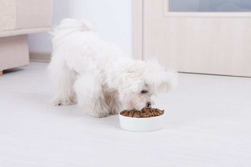 little dog maltese eating food from a bowl at home