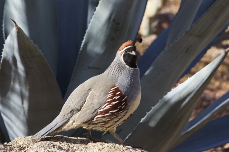 male gambel's quail