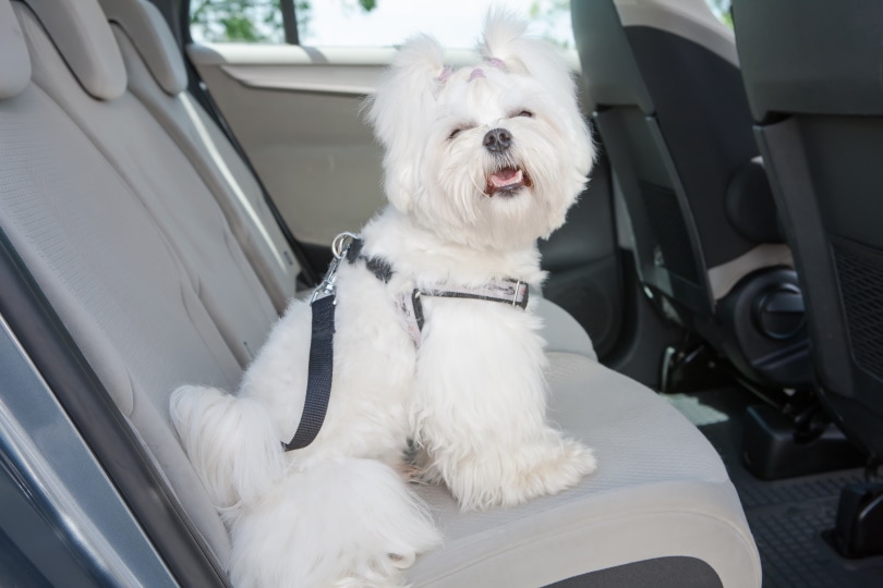 maltese dog sitting in the car