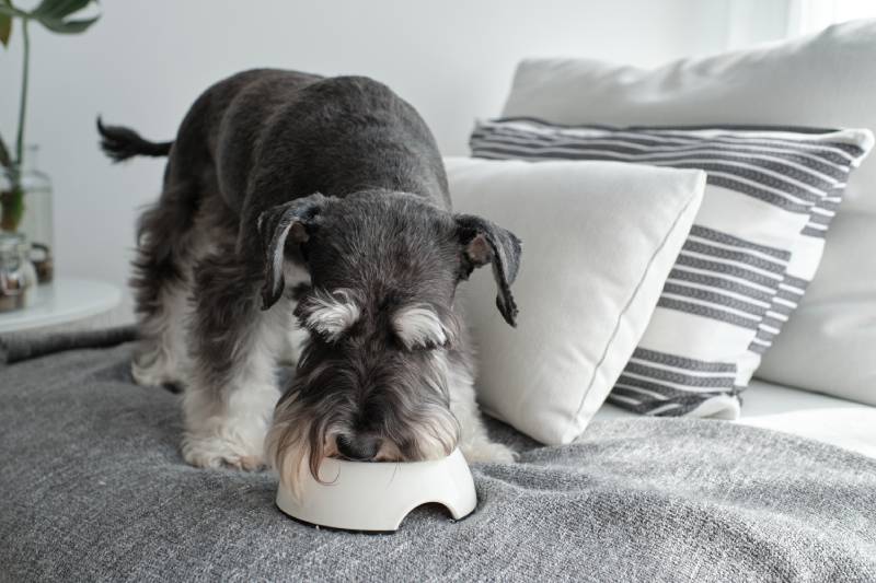 miniature schnauzer dog standing on sofa and eating dog food from bowl