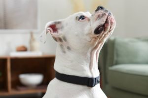 pitbull wearing a collar at home