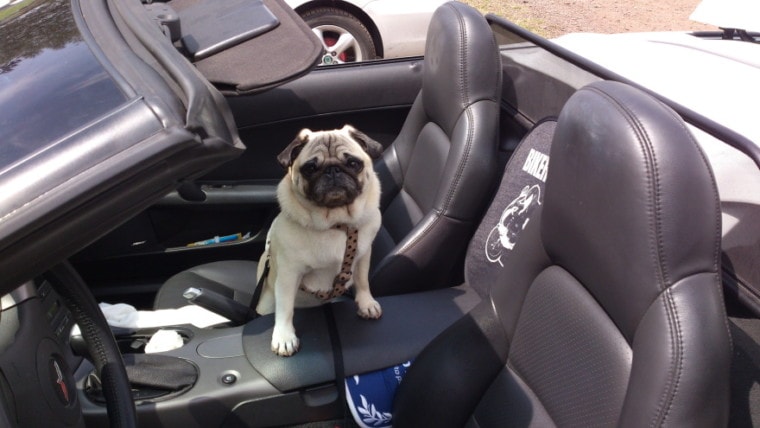 pug dog in car